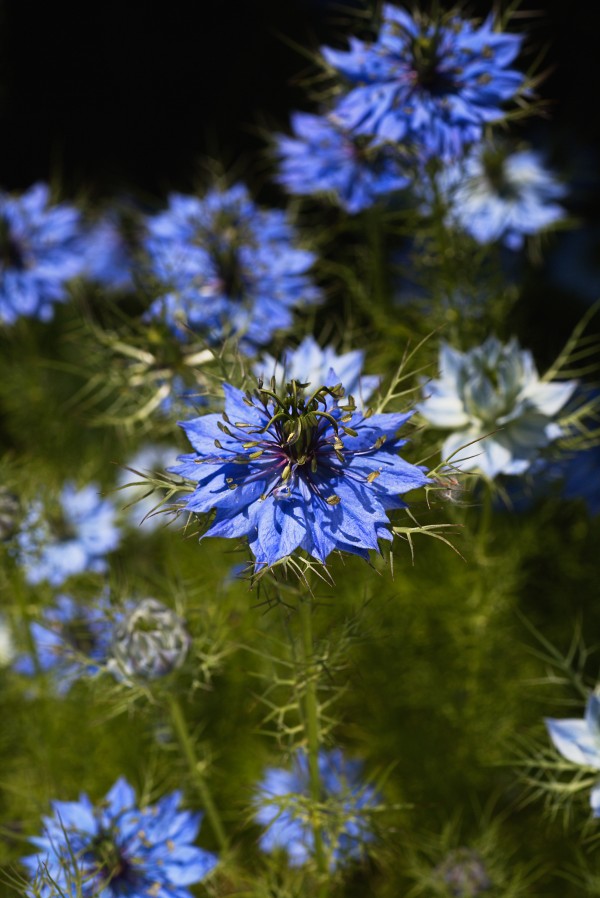 Love In The Mist Flowers by Joy Watson